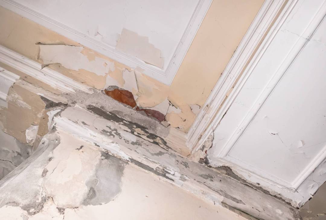 Damp and Timber Survey