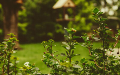 A Guide to Spring Cleaning Your Garden