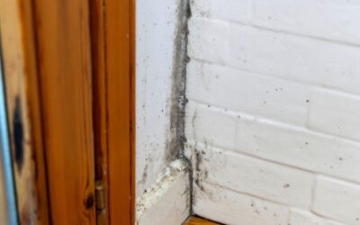 The Importance of a Timber and Damp Survey