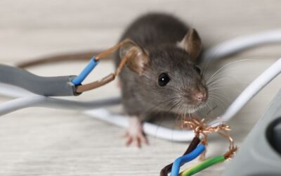 Why Ignoring the First Sign of Pests is a Costly Mistake